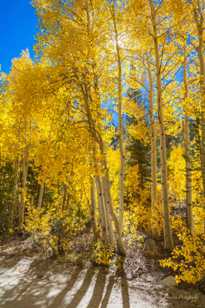 Aspens on road to North Lake-5563.jpg